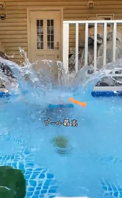 プールへ飛び込む中型犬