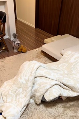 ぬいぐるみを落とすピーターくん