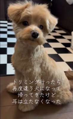 ポコくんの耳の変化8