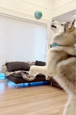 ジャンプするセナくん