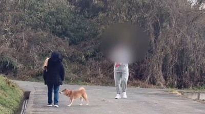 女性のニオイを嗅ぐ柴犬