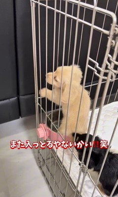 足湯を覚えた赤ちゃん犬8