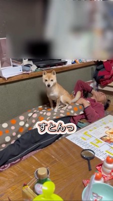 お父さんの上で座る柴犬