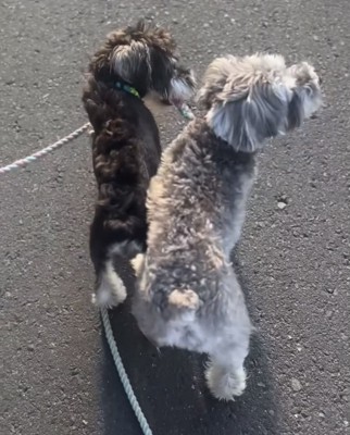 もう1匹のリードを噛む犬1