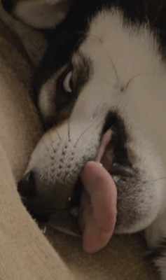 ホラー顔の柴犬