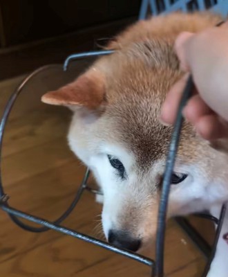 飼い主が台を外そうとしている場面