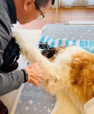 自らお手をする超大型犬