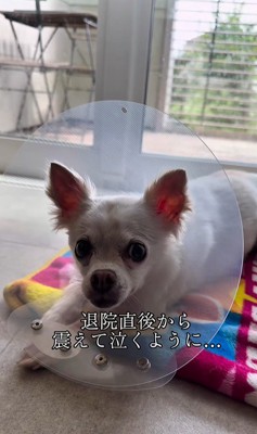 こはく君とここまるちゃんの家族愛