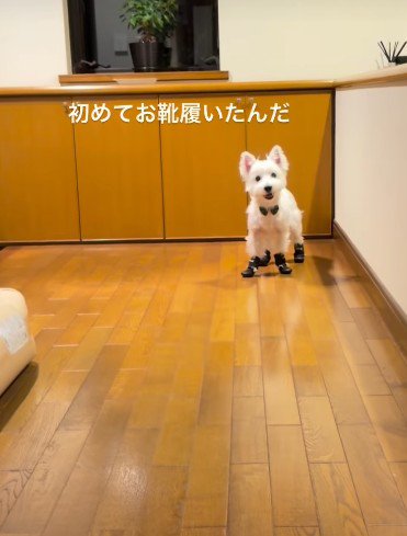 初めての靴にチャレンジ