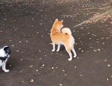 ドッグラン