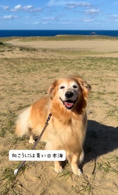 砂丘を散歩する大型犬