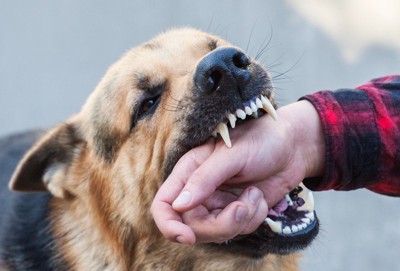 犬の口に人の手がすっぽり収まる、シェパード