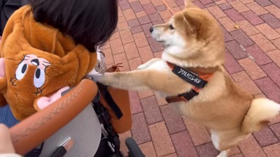 カートに前足をかける犬