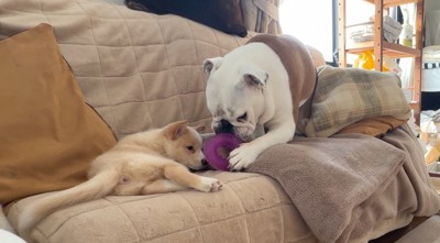 先住犬が持ってきたおもちゃを見つめる子犬