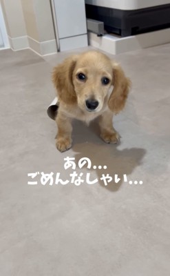 反省する犬