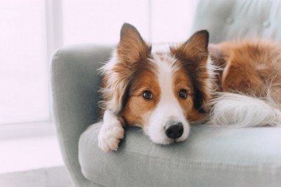 ソファで寛ぐ犬