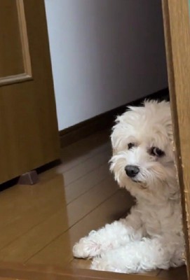 「何やお前泣いてるんか」