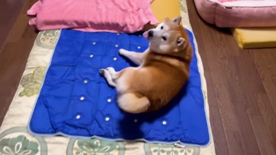 びっくりして飛び起きた