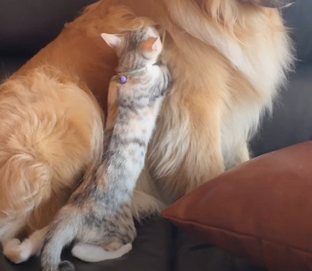 子猫がふみふみしていたのは…