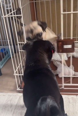 おはぎちゃん&ちまき君の脱走劇7