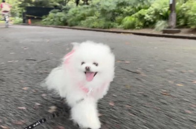 服を着ながら散歩道を駆ける犬