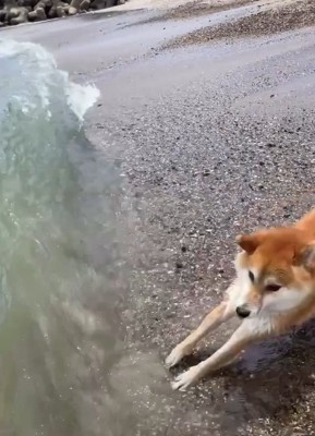 高波に驚く海くん