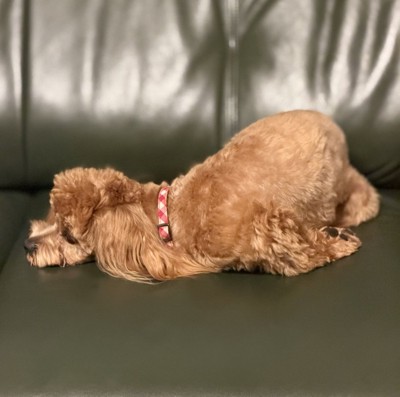 独特な体勢で眠る犬