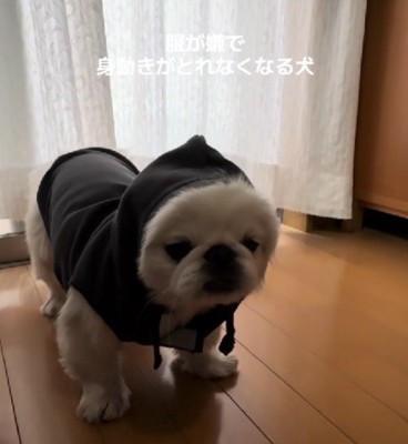 服を着せると…