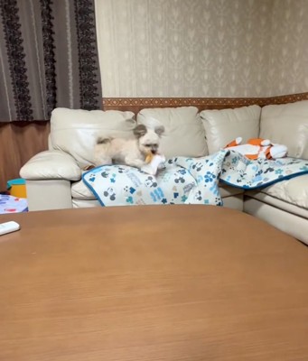 ソファの上にいる犬