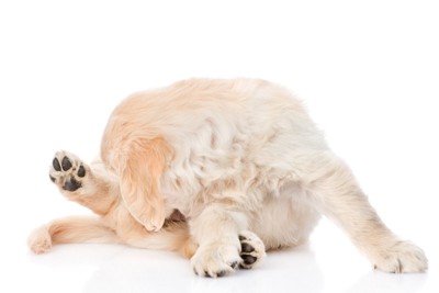 肛門を舐める子犬