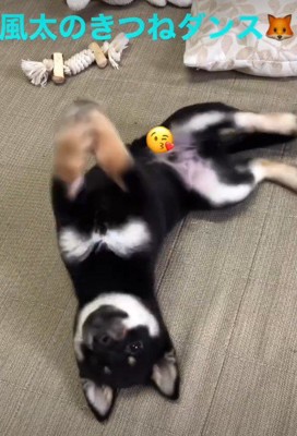 生後80日頃の風太ちゃん