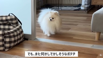 悪だくみ中のポテチくん