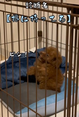 注射後のむぎ君6