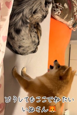 「邪魔！どいてよ！」