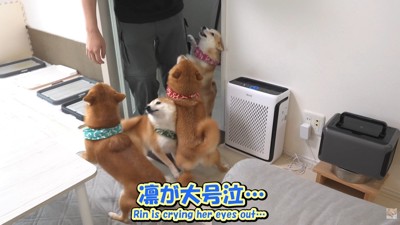 ついにお兄ちゃんと再会
