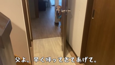 悲しみに暮れるベンツくん