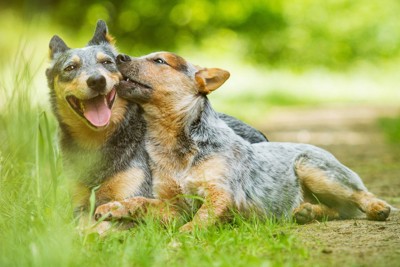 寄り添う犬