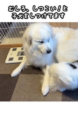 女の子が近づくと喧嘩を止めるシュシュちゃん⑩