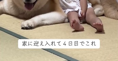 畳で並ぶ犬と子ども