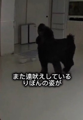 遠吠えが再び始まった