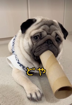 筒を咥えている小型犬