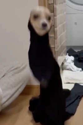 立った!!