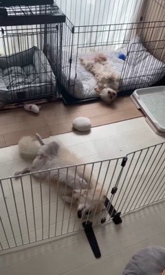 イタズラを誤魔化す小春ちゃん&つむぎちゃん4