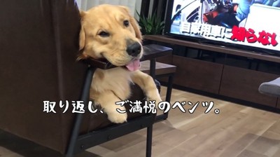 肘置きに顎を乗せる犬2