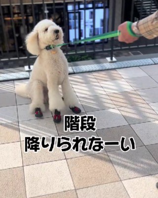 外出先でも階段を拒否！！