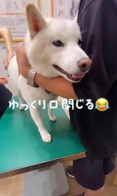 注射を打った時のだい吉くん6