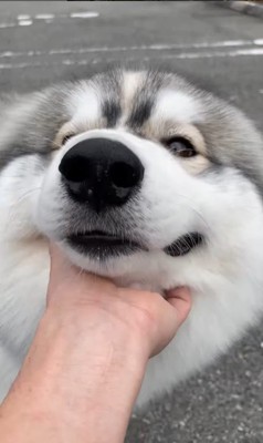 蓮くんの赤ちゃん時代と成長後の姿5