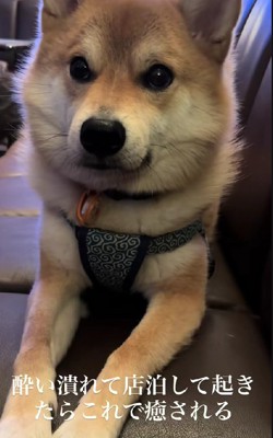 バーでうたたね…