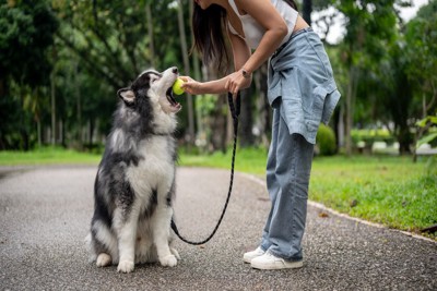 ボールをくわえる犬と女性