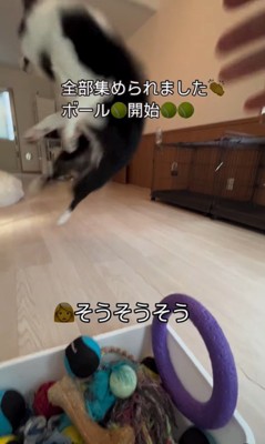 ボールを片付けるサンゴくん⑩